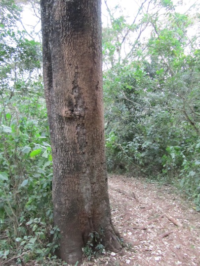 Tree rubbed smooth by elephants