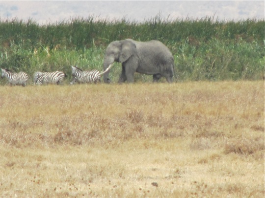 Elephant threatening Zebras