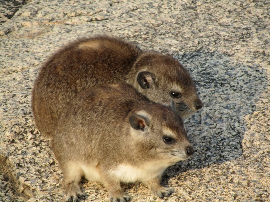 Bush Hyraxes