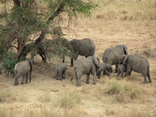 Elephant family leaving the river
