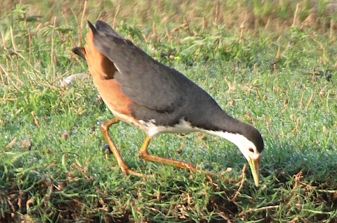 White-breasted Waterhen, Ranthambore National Park