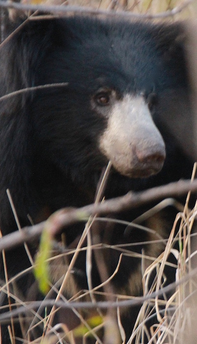 Sloth Bear, Panna National Park