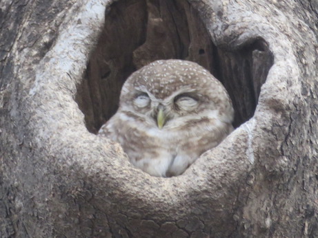Sleeping Spotted Owlet, Ranthambore National Park