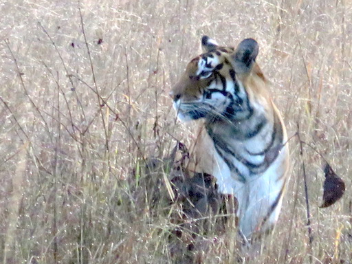 Tigress, Kanha National Park