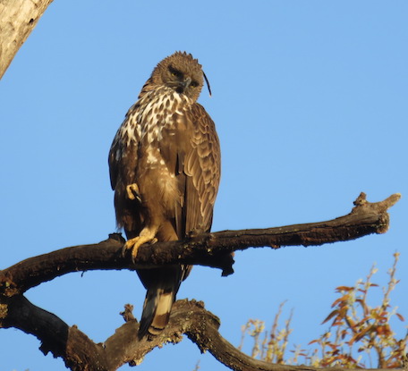 Crested Hawk-Eagle, Kanha National Park